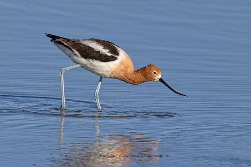 American Avocet - Recurvirostra americana