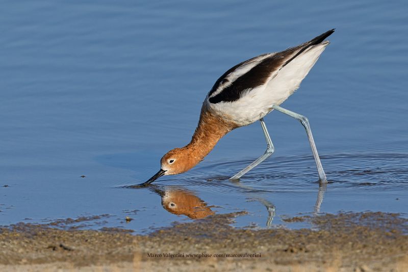 American Avocet - Recurvirostra americana