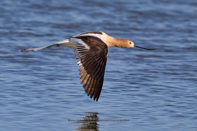 American Avocet - Recurvirostra americana