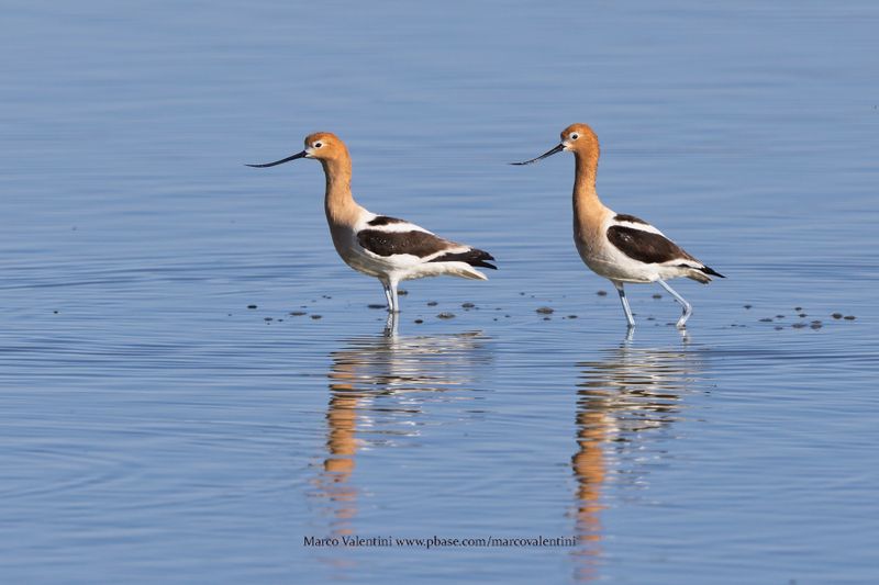 American Avocet - Recurvirostra americana