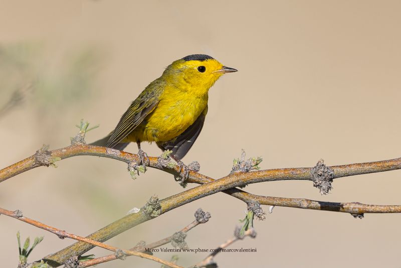 Wilson's Warbler - Cardellina pusilla