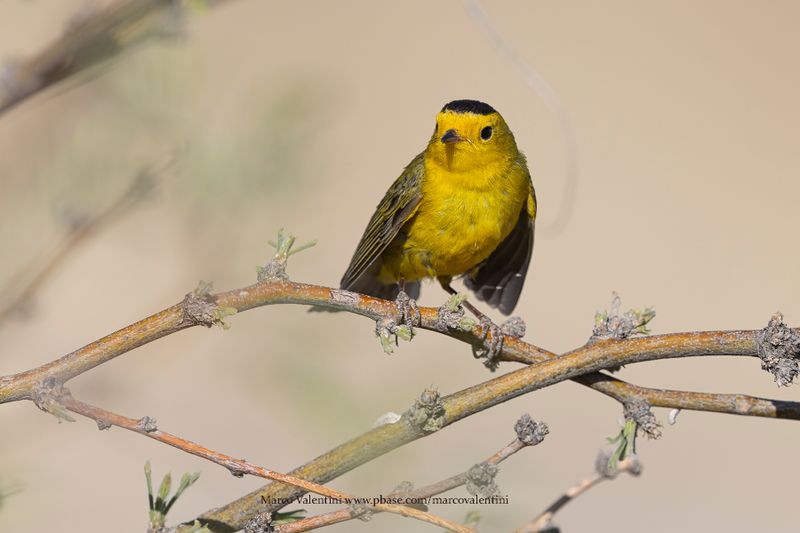 Wilson's Warbler - Cardellina pusilla