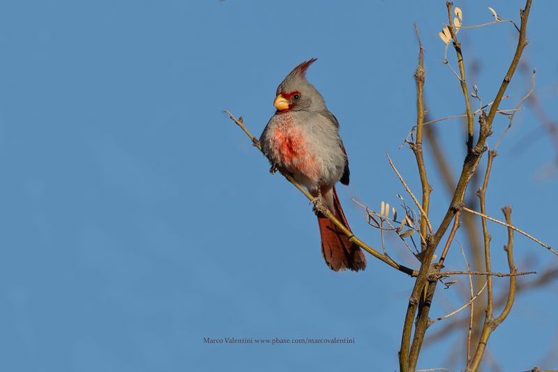 Pyrrhuloxia - Cardinalis sinuatus