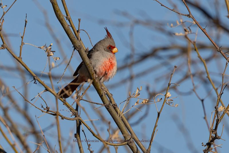 Pyrrhuloxia - Cardinalis sinuatus