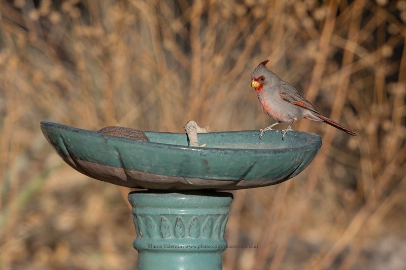 Pyrrhuloxia - Cardinalis sinuatus