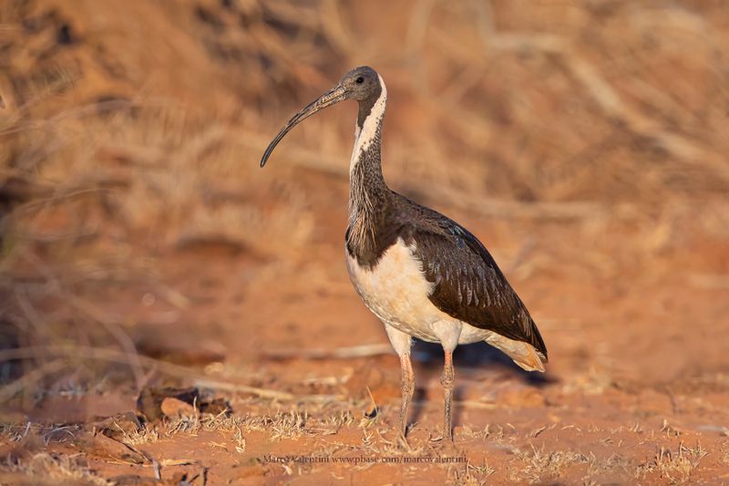 WA - Birds