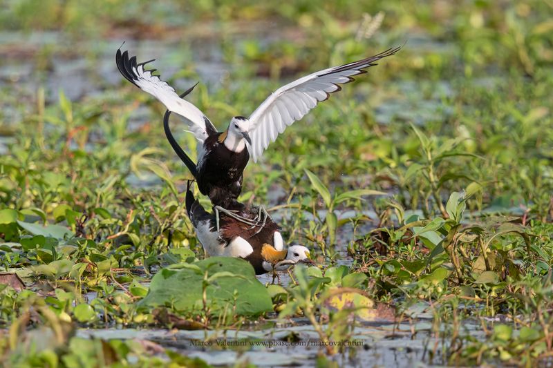 Pheasant-tailed Jacana - Hidrophasianus chirurgus