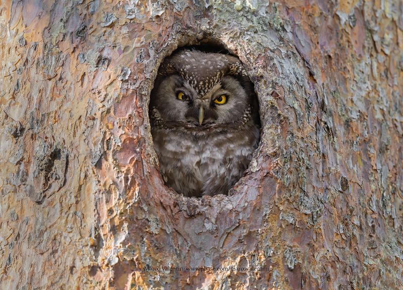 Boreal Owl - Aegolius funereus