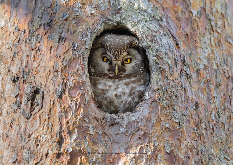 Boreal Owl - Aegolius funereus