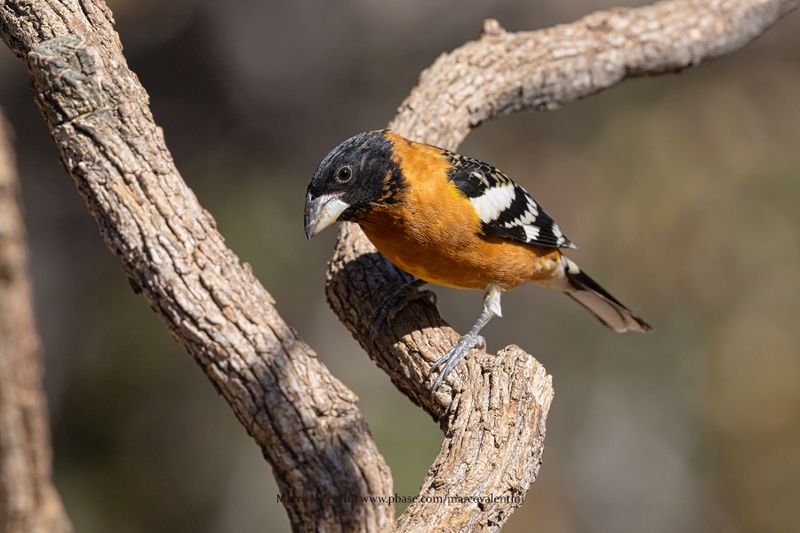 Black-headed Grosbeak - Pheucticus melanocephalus