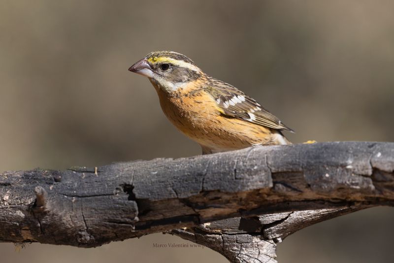 Black-headed Grosbeak - Pheucticus melanocephalus