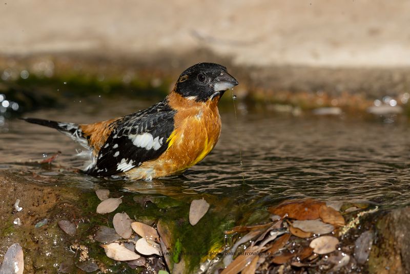 Black-headed Grosbeak - Pheucticus melanocephalus