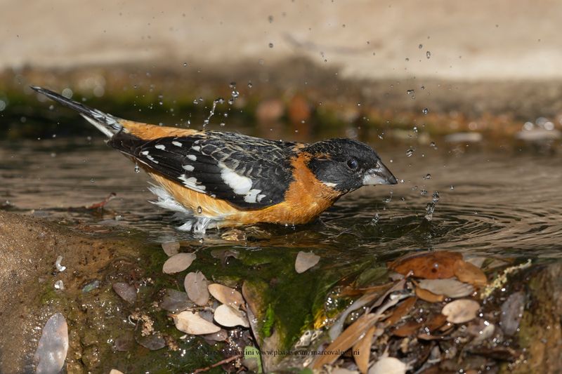 Black-headed Grosbeak - Pheucticus melanocephalus