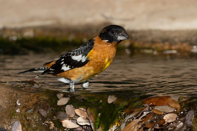 Black-headed Grosbeak - Pheucticus melanocephalus