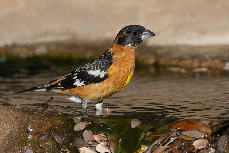 Black-headed Grosbeak - Pheucticus melanocephalus