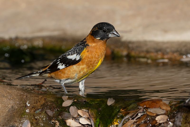 Black-headed Grosbeak - Pheucticus melanocephalus