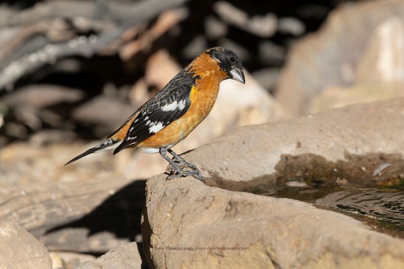 Black-headed Grosbeak - Pheucticus melanocephalus