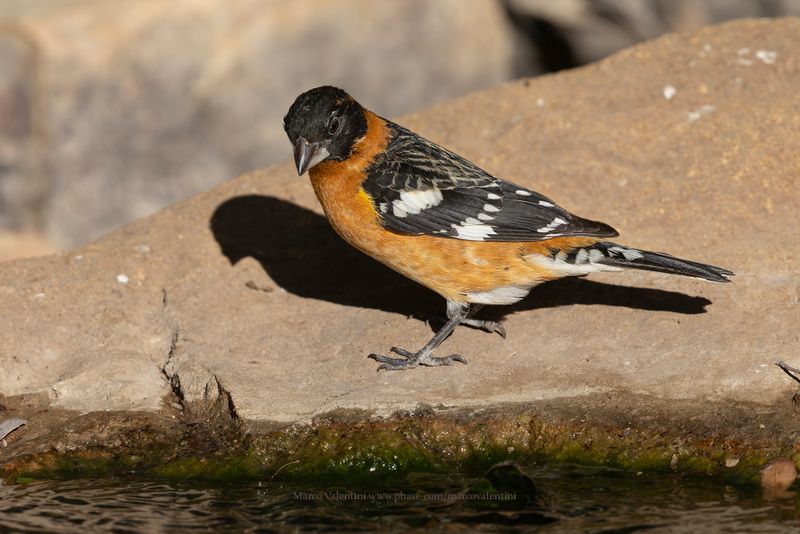 Black-headed Grosbeak - Pheucticus melanocephalus