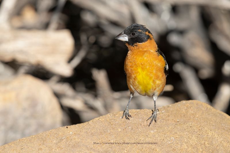 Black-headed Grosbeak - Pheucticus melanocephalus