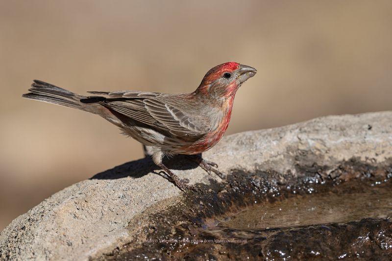 House Finch - Haemorrhous_mexicanus