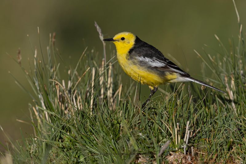 Citrine Wagtail - Motacilla citreola