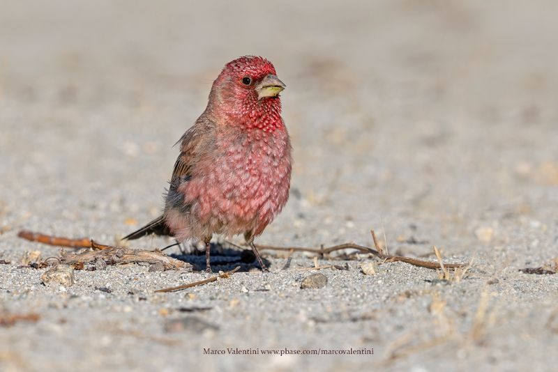 Great Rosefinch - Carpodacus rubicilla
