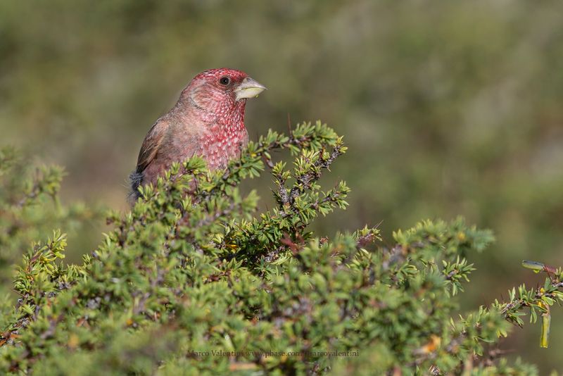 Great Rosefinch - Carpodacus rubicilla