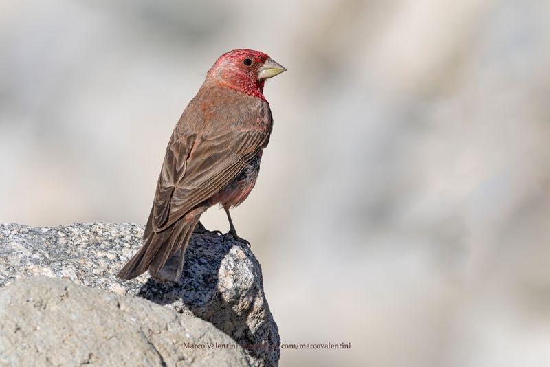Great Rosefinch - Carpodacus rubicilla