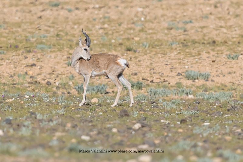Tibetan Gazelle - Procapra picticaudata