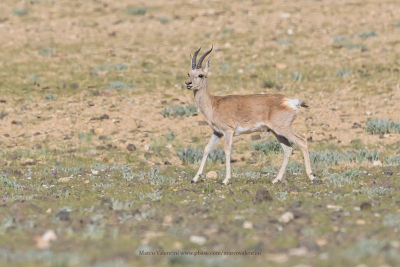 Tibetan Gazelle - Procapra picticaudata