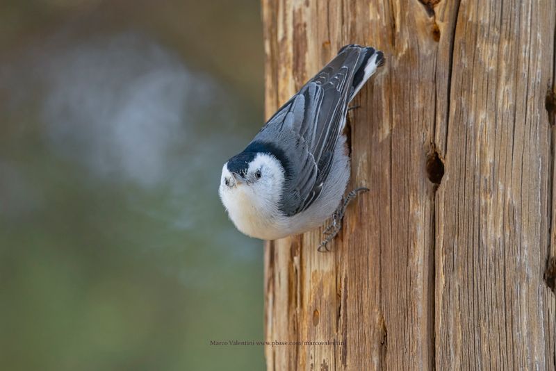 White-breasted Nuthatch - Sitta carolinensis