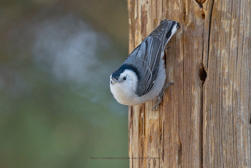 White-breasted Nuthatch - Sitta carolinensis