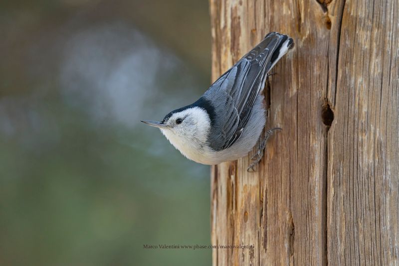 White-breasted Nuthatch - Sitta carolinensis