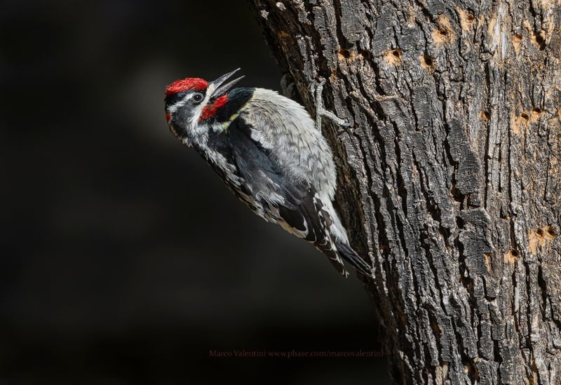 Red-naped Sapsucker - Sphyrapicus nuchalis