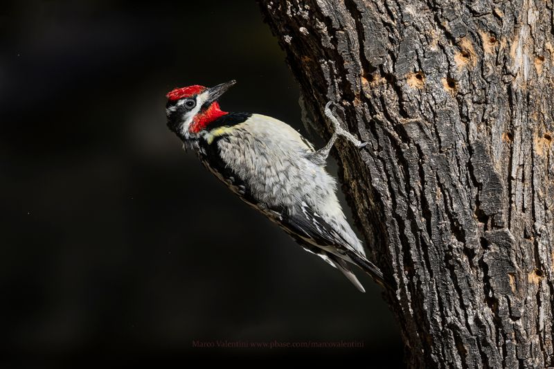 Red-naped Sapsucker - Sphyrapicus nuchalis