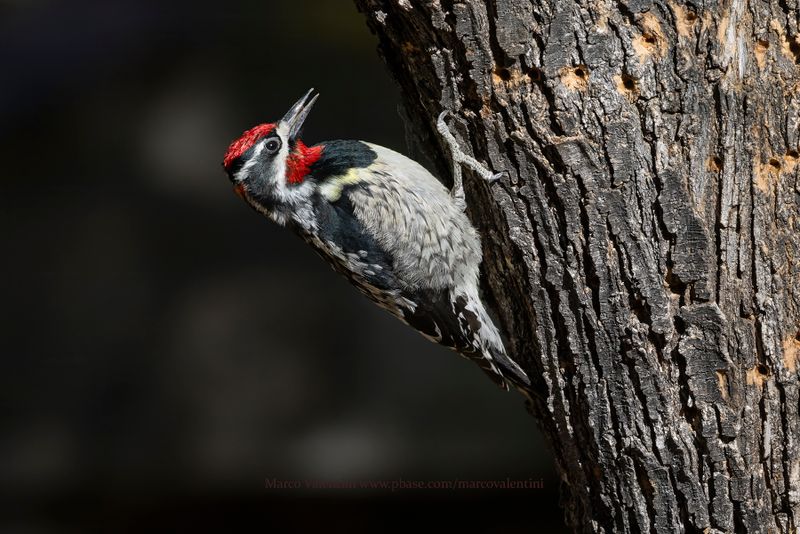 Red-naped Sapsucker - Sphyrapicus nuchalis