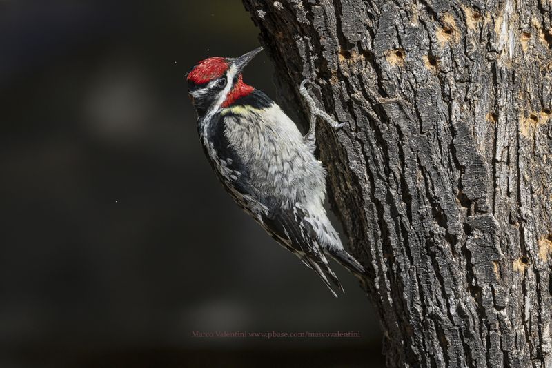 Red-naped Sapsucker - Sphyrapicus nuchalis