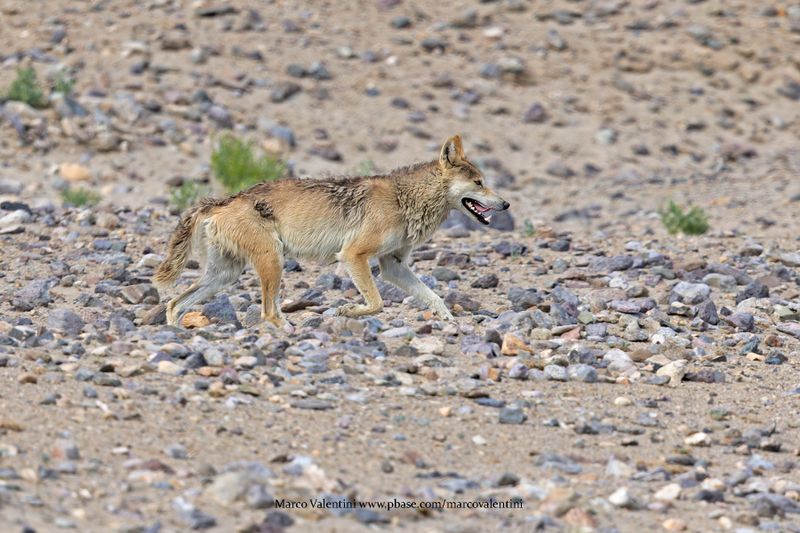 Wolf - Canis lupus