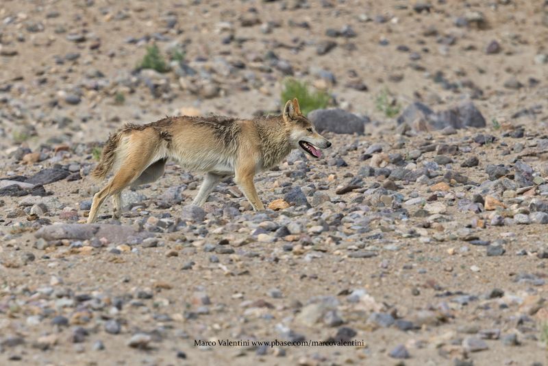 Wolf - Canis lupus