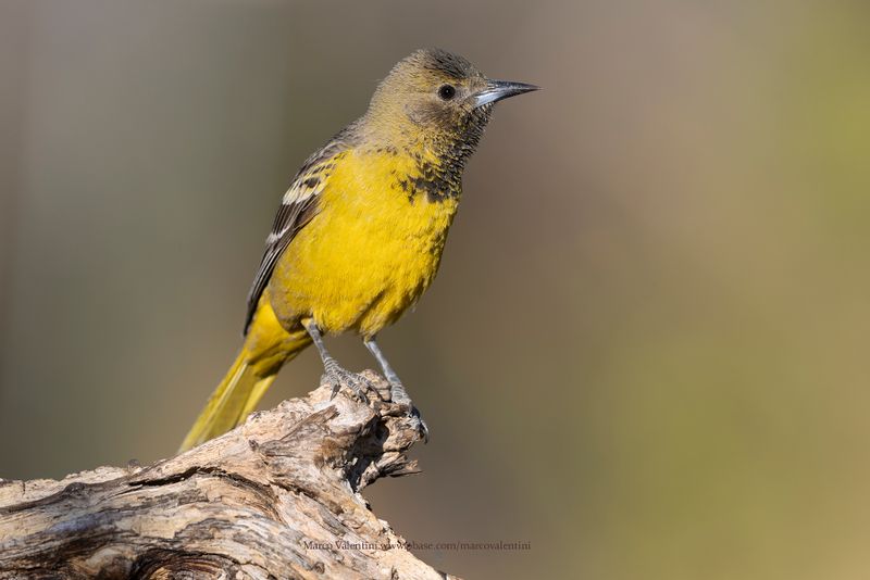 Scottìs Oriole - Icterus parisorum