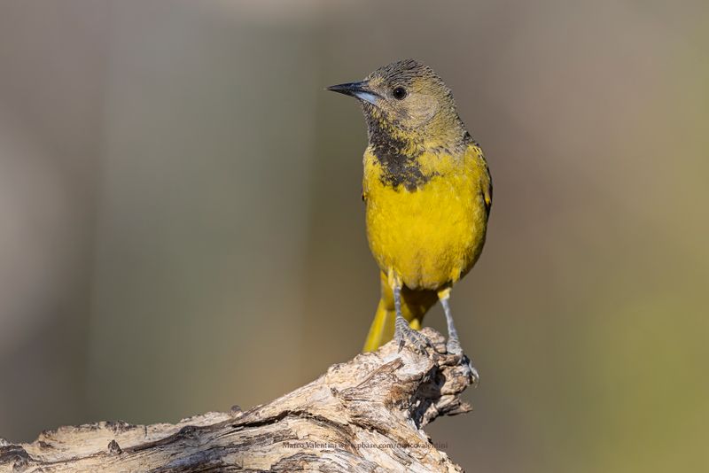 Scottìs Oriole - Icterus parisorum
