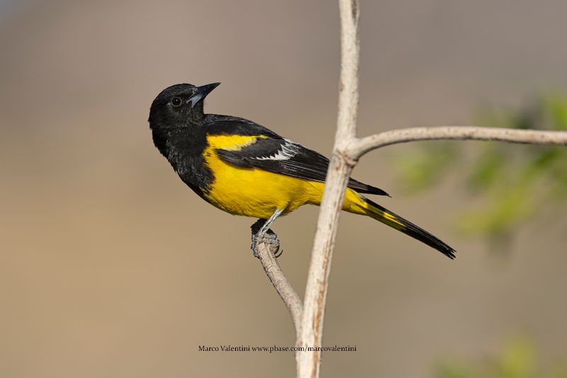 Scottìs Oriole - Icterus parisorum