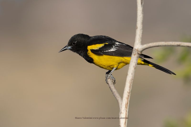 Scottìs Oriole - Icterus parisorum