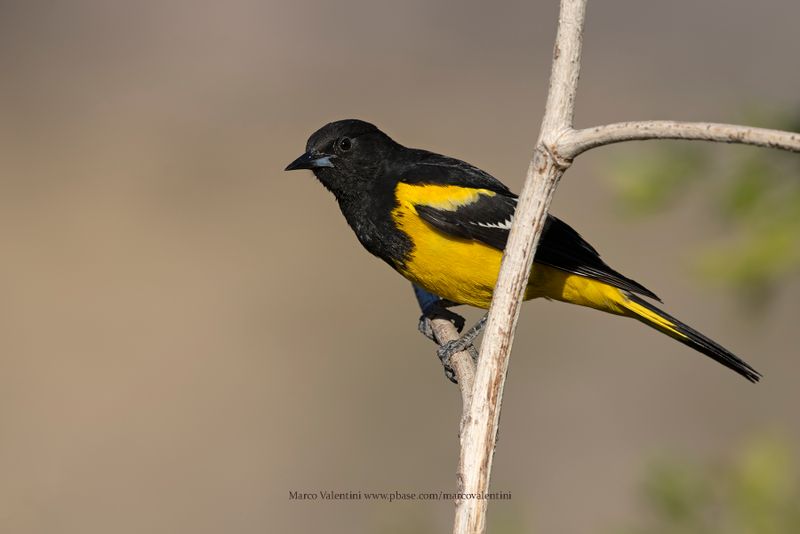 Scottìs Oriole - Icterus parisorum