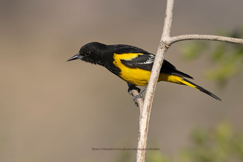 Scottìs Oriole - Icterus parisorum