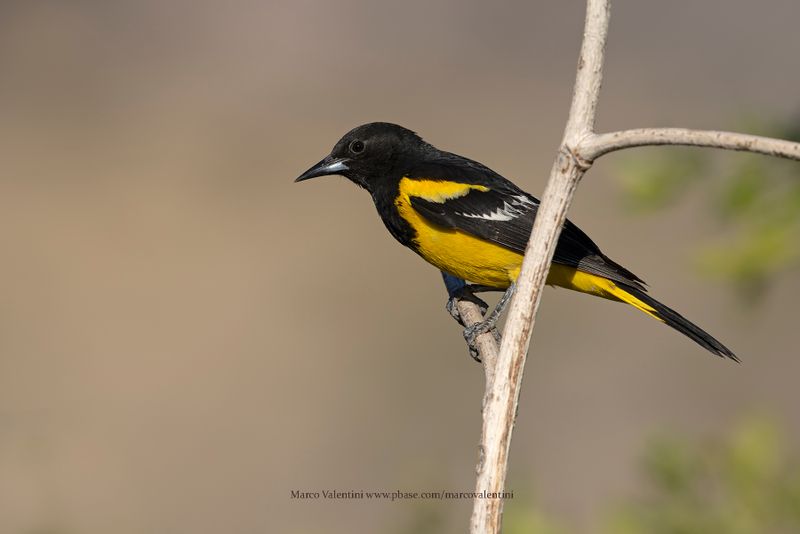 Scottìs Oriole - Icterus parisorum