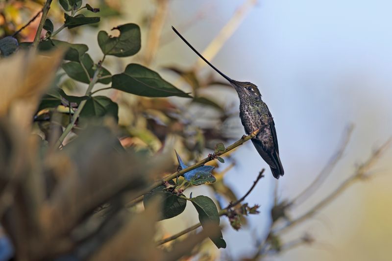 Sword-billed Hummingbird - Ensifera ensifer