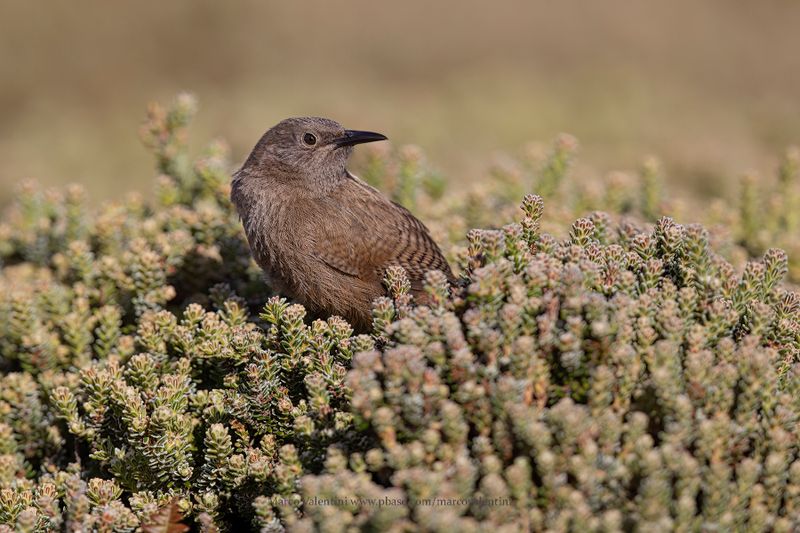 Cobb's Wren - Troglodytes cobbi