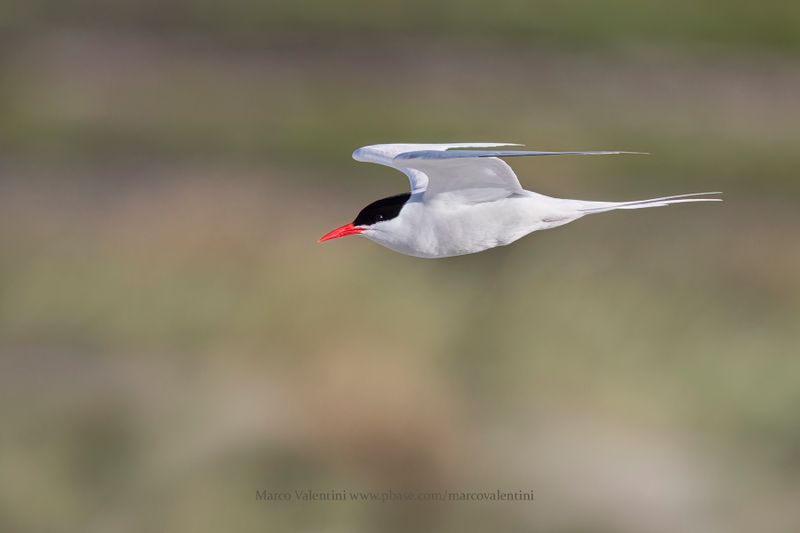 South American Tern - Sterna hirundinacea