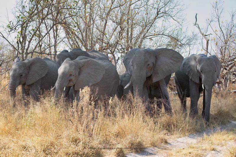 African Elephant - Loxodonta africana